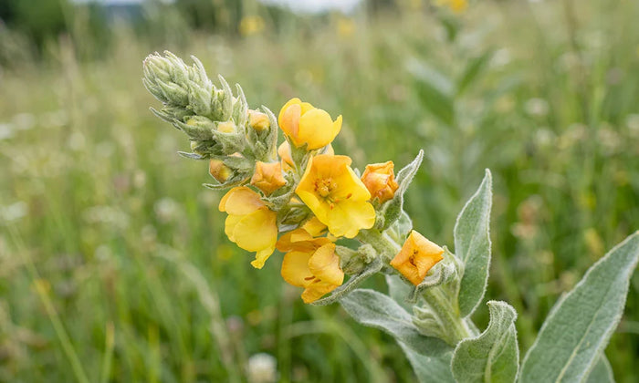 Mullein Extract